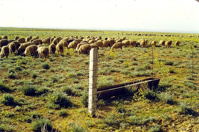 Creation of sowed pastures from subshrubs and forbs able to use maximally the scanty water resources