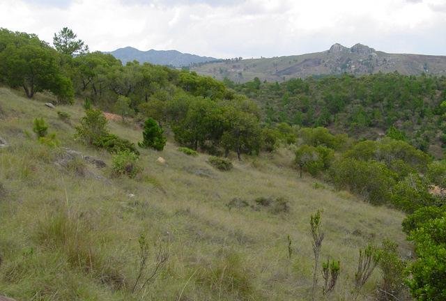 Indigenous Management of Tapia Woodlands