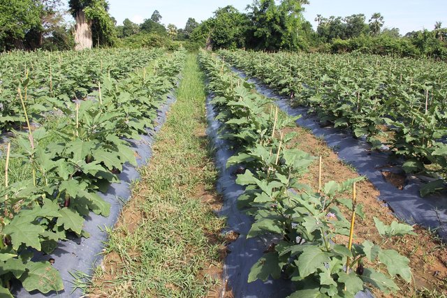 Use of plastic mulch combined with a drip irrigation system for the cultivation of eggplants