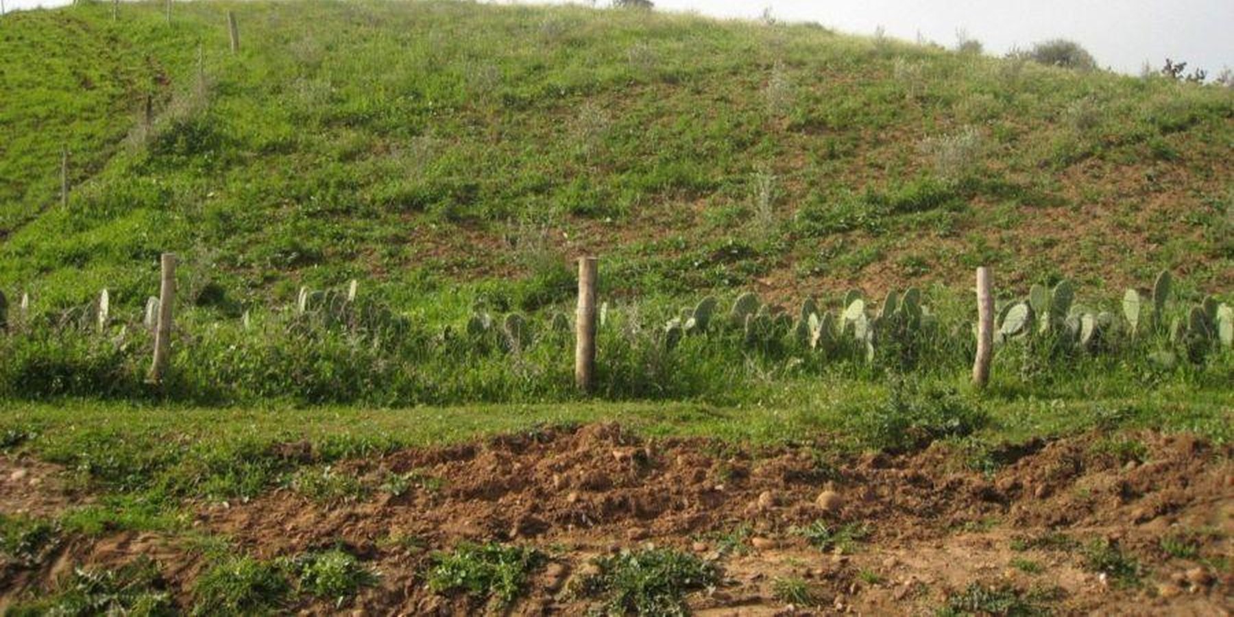 Vegetable production intensification through fruit trees plantation (in example olive trees). Here a plot with olive tree plantation as part of Sehoul PMVB