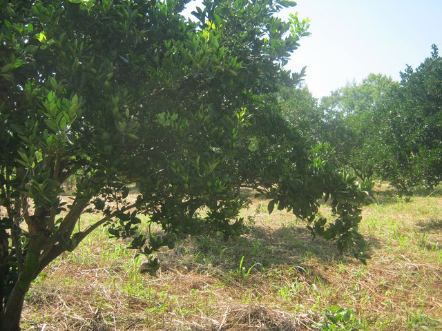 Citrus Orchard  with  Grass  Mulch and Trenches for Soil Erosion Control