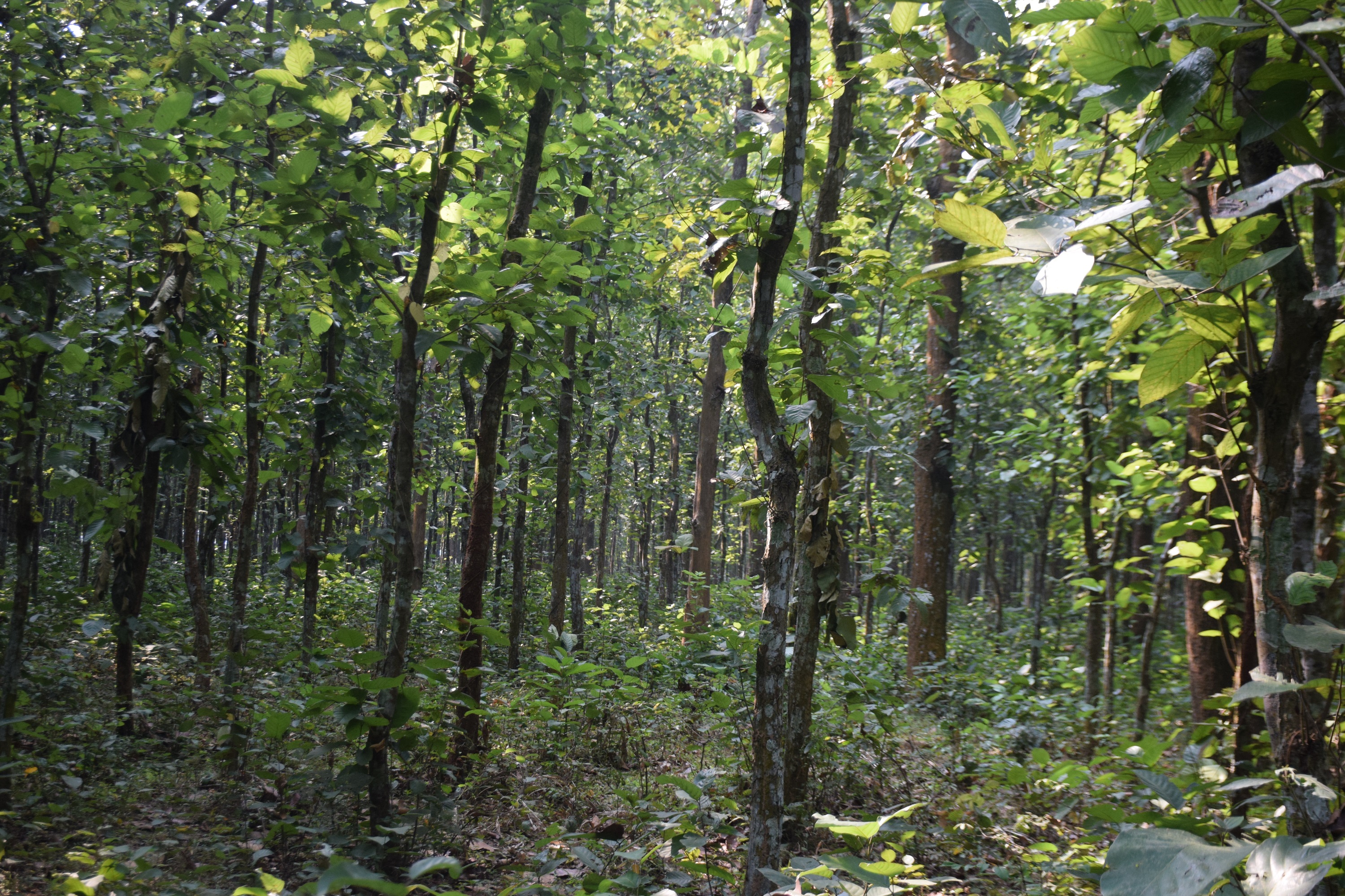 Coppice management of Sal (Shorea robusta) forest