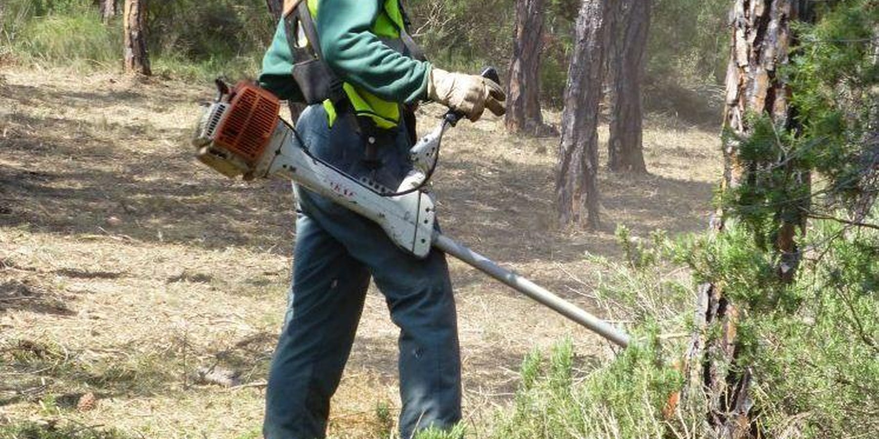 Forest management provides jobs - many forest workers were unemployed 