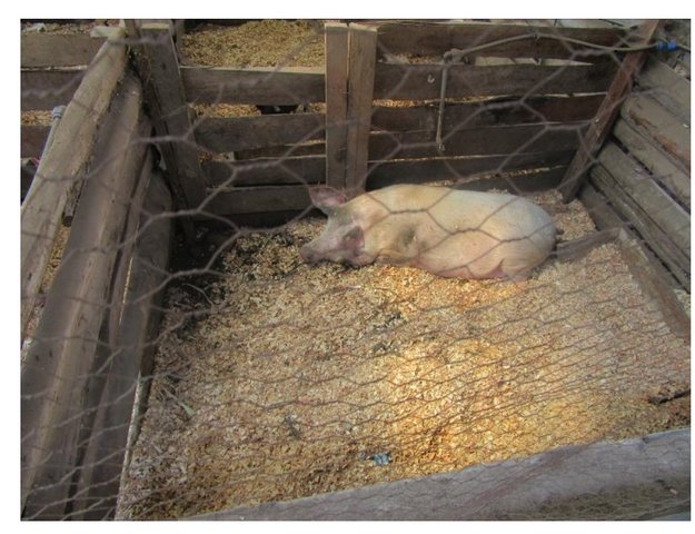 Indigenous Micro Organism (IMO) use in Natural Pig Farming