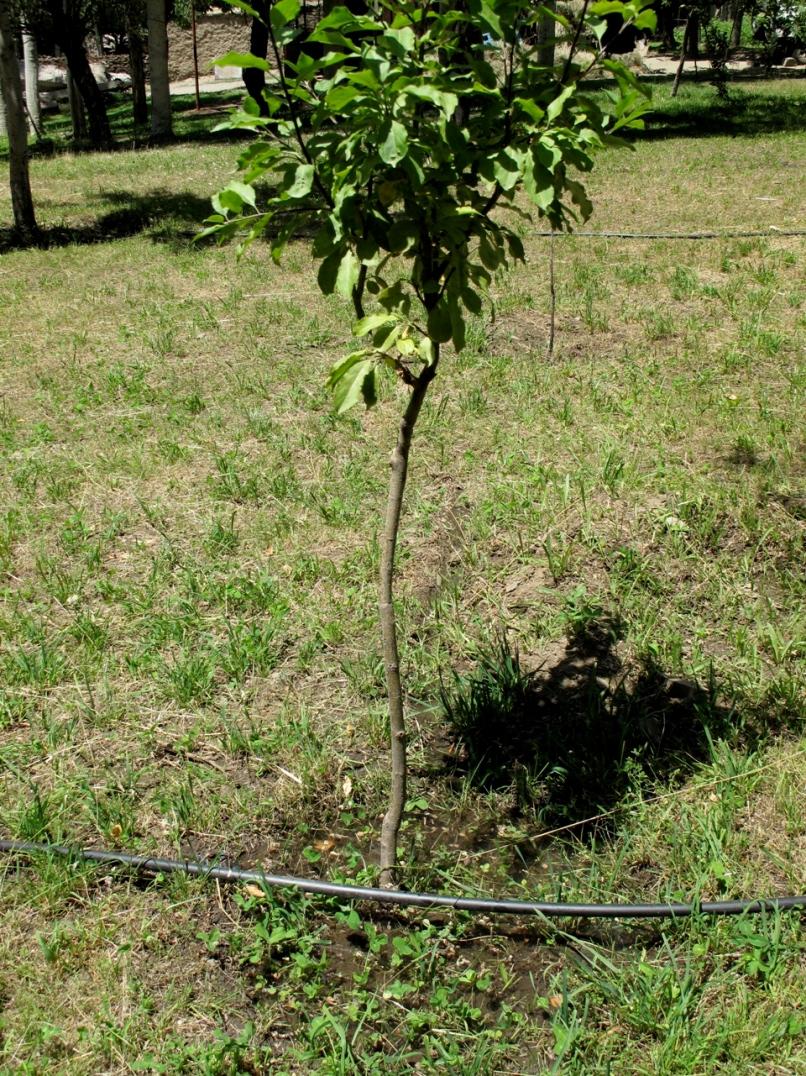 Apple tree with irrigation tube