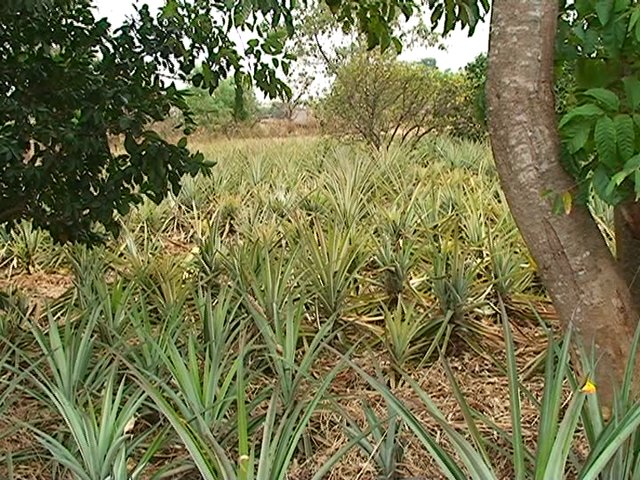 Grevillea Robusta (Silk Oak) Boundary Lines on a Pineapple Cropland