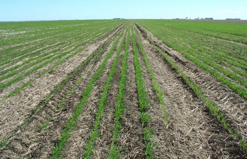 A view of a set of tramlines in the previous winter’s wheat stubble. Spacing is 2 m between the two permanent wheel tracks and 10 m between two sets of tramlines (visible to the left and right).