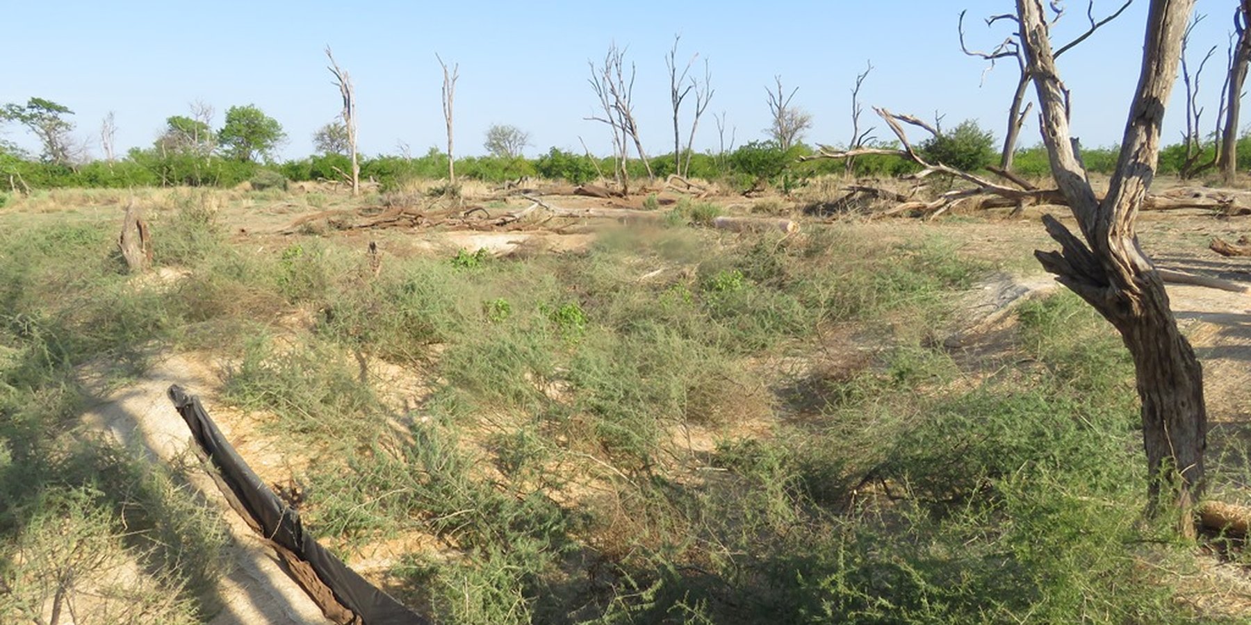 Réhabilitation de l'érosion des ravines dans le parc national de Mapungubwe en Afrique du Sud