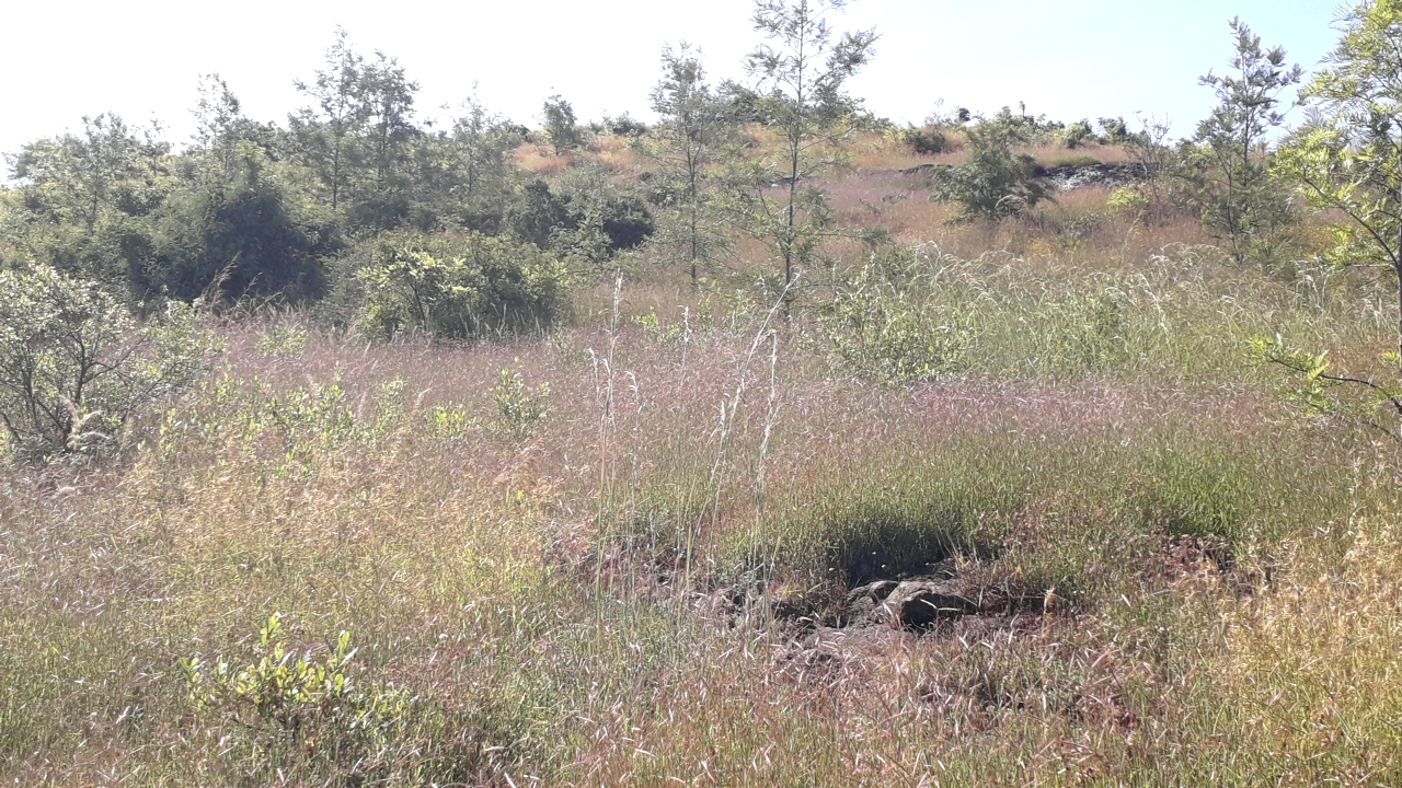 Community Based Area Closure in Abagerima Watershed.This photo shows tree, grass, shrubs and bush vegetation.