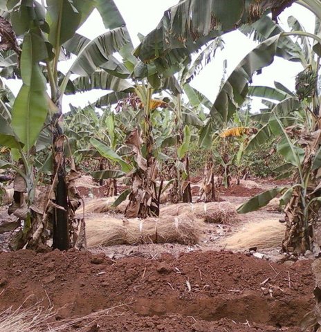 Contour ditches  combined with manures and mulch grass in banana production.