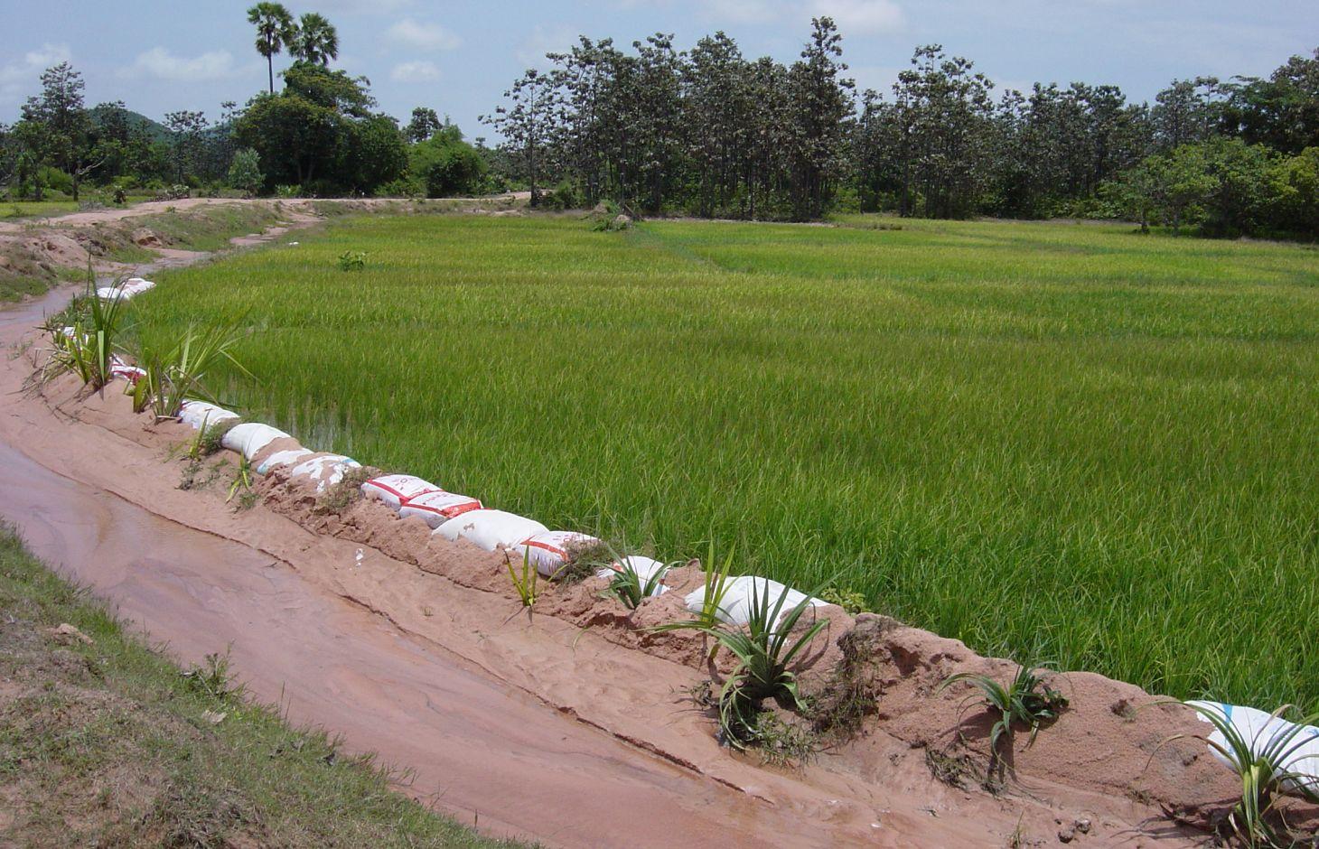 Recently stabilised dike with old rice bags and Pandanus, next to an irrigation channel and an eroding sand road.