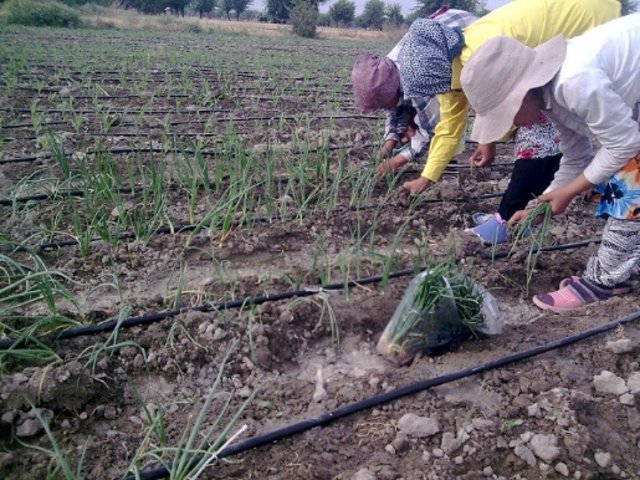 Integrated farming on irrigated lands for adaptation to changing climate