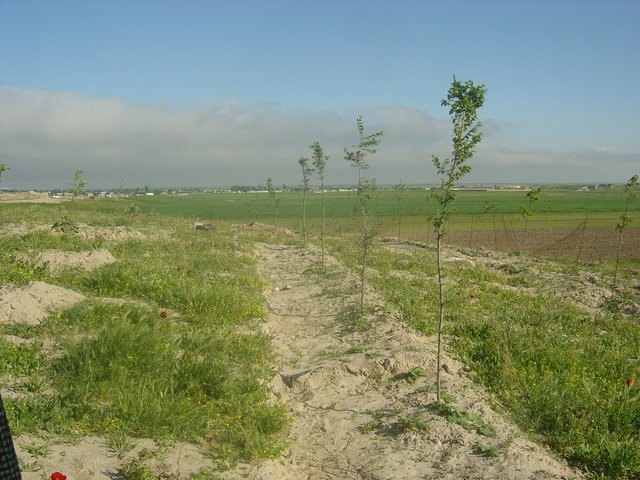 Almond  planting on shallow terraces to increase the efficiency of rainfed lands and to prevent erosion