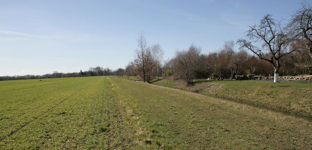 Riparian buffer strip with naturally recovered vegetation