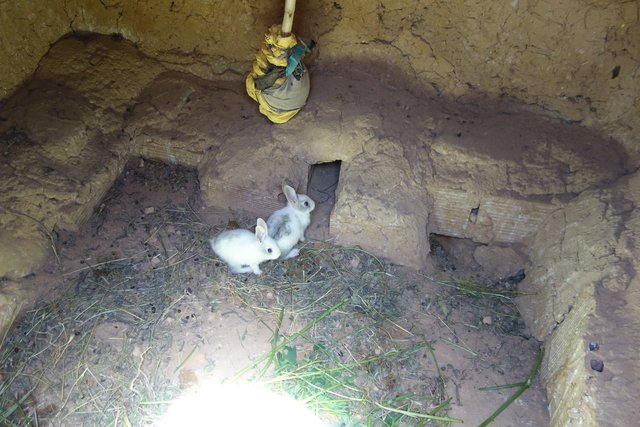 Elevage de lapins sous terre