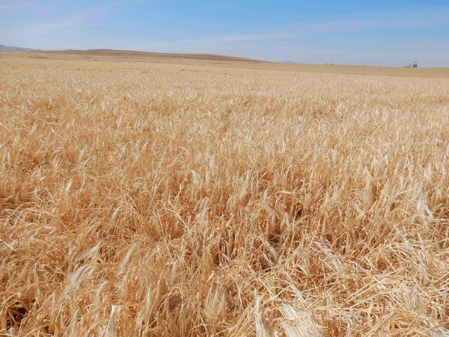 Drought tolerant barley variety: 'Kounouz'