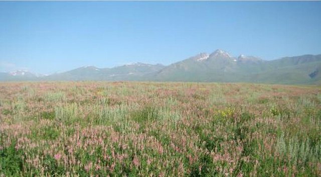 Cultivation of sainfoin on high mountain pastures – Suusamyr Valley (in the frame of CACILM)