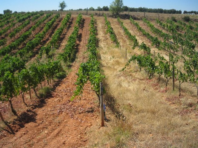 Cover crops in organic vineyard