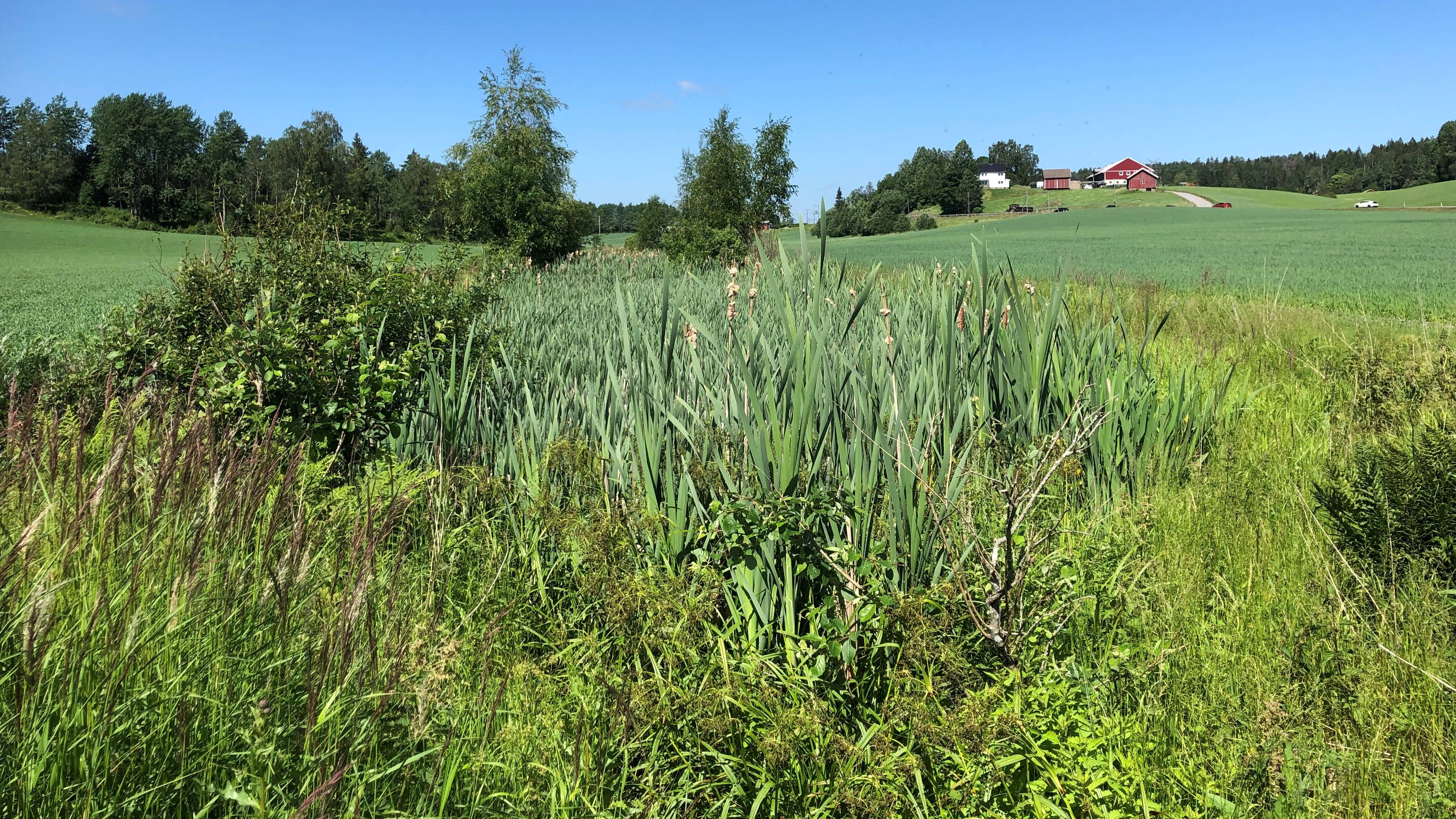 Constructed wetland within Kråkstadelva catchment