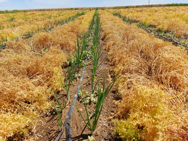 Diversified Cropping System: Relay Intercropping of Lentils with Onions