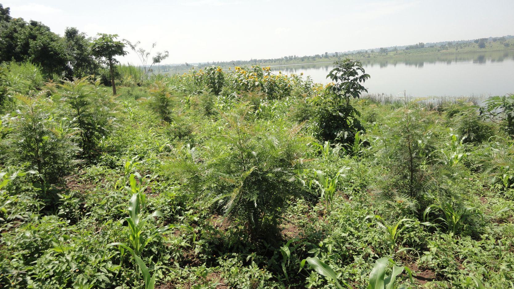 Des plantations de Grevillea installés dans la zone tampon du Lac Cohoha contribuent à la protection du Lac Cohoha