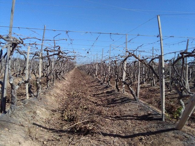 mulched-grapes