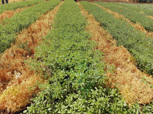 Diversified Cropping System: Relay Intercropping of Lentils with Chickpeas