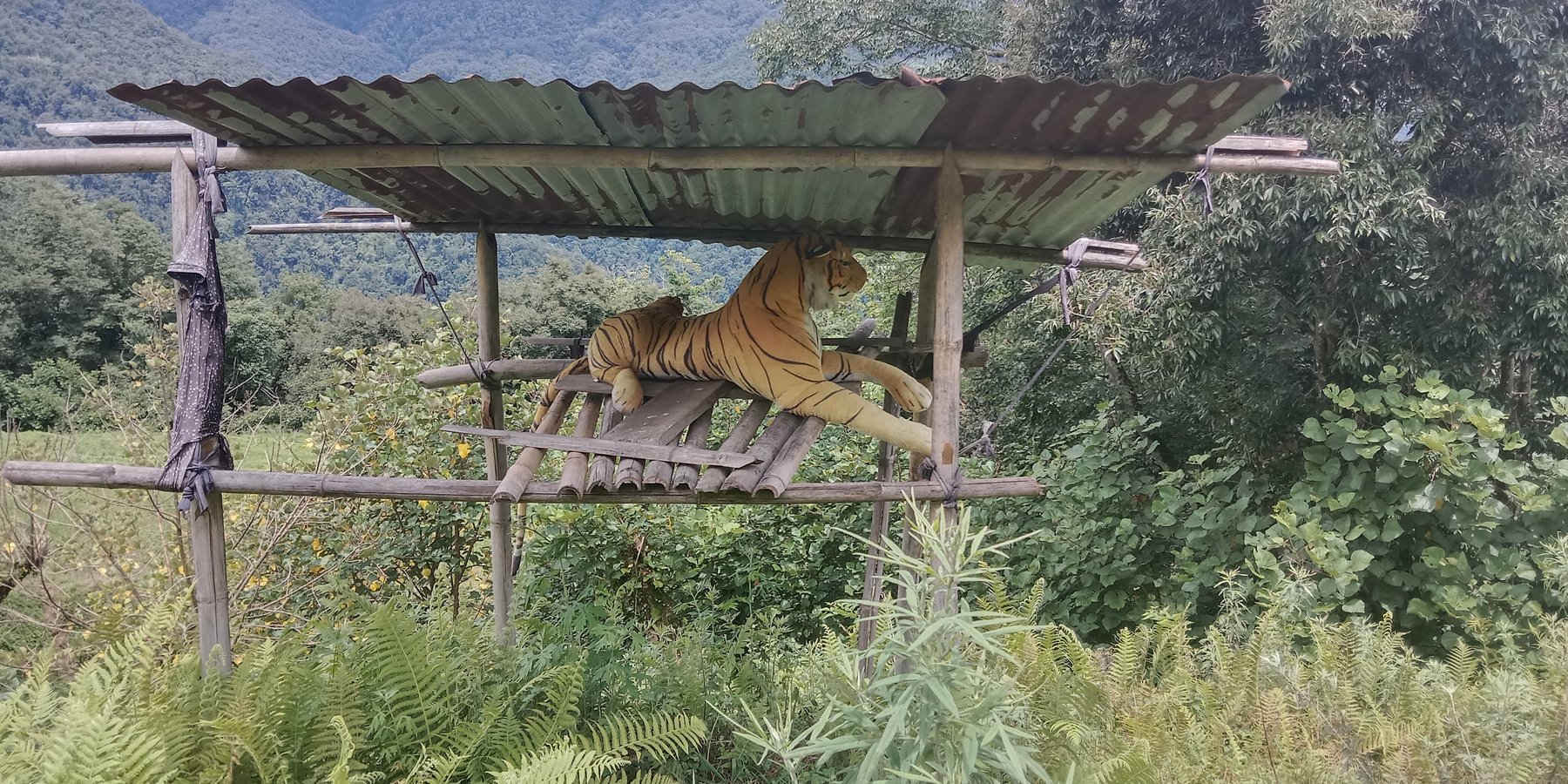 A dummy tiger guarding crops