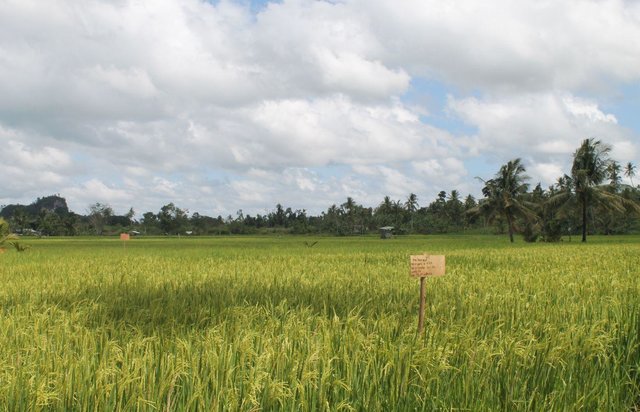 Organic-Based System of Rice Intensification (SRI)