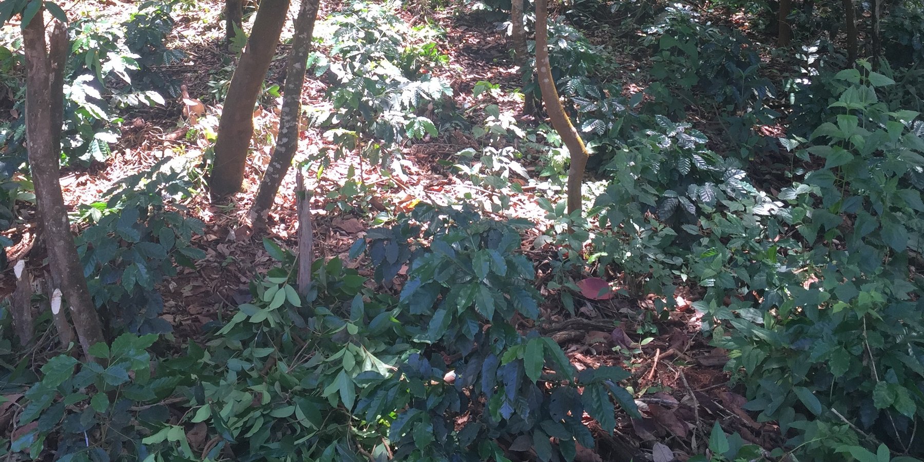 Coffee cultivation with the trees in a fallow area