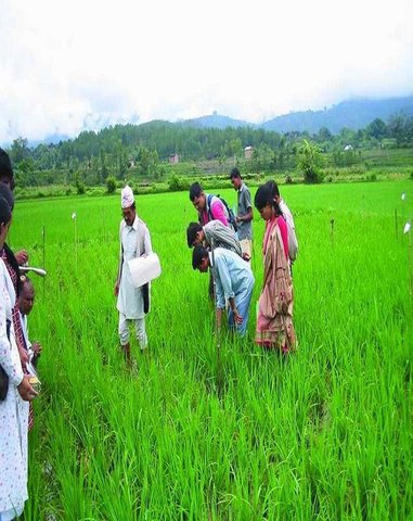 Evaluation of the System of Rice Intensification through participatory research and development