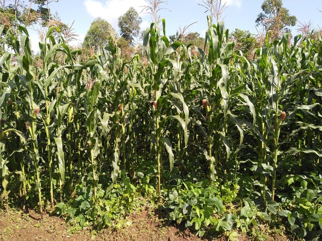 Conservation agriculture for maize-legume systems with velvet bean as a dense cover crop