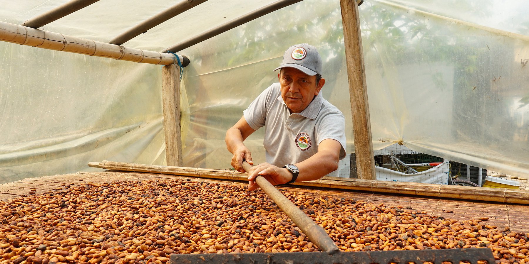 The land user, Mr. Rafael Medina, drying cacao beens by spreading them manually under the sun in a greenhouse.