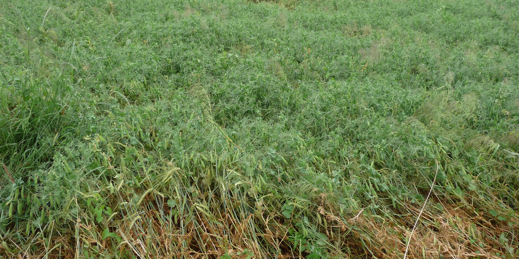 Intercropping peas and barley