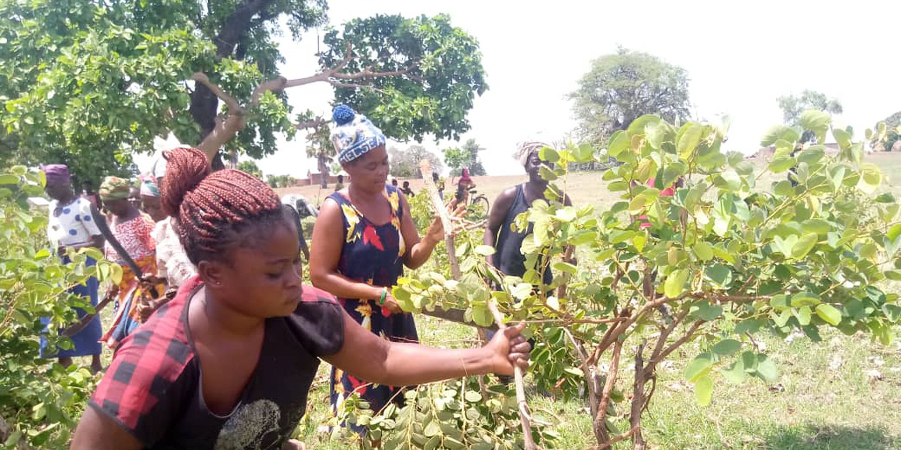 Mrs Alamisi, a female lead farmer pruning a shrub on their FMNR pilot field
