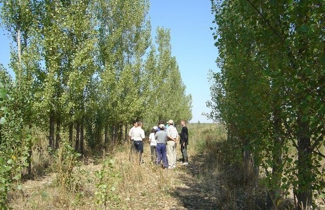 Poplar trees for bio-drainage