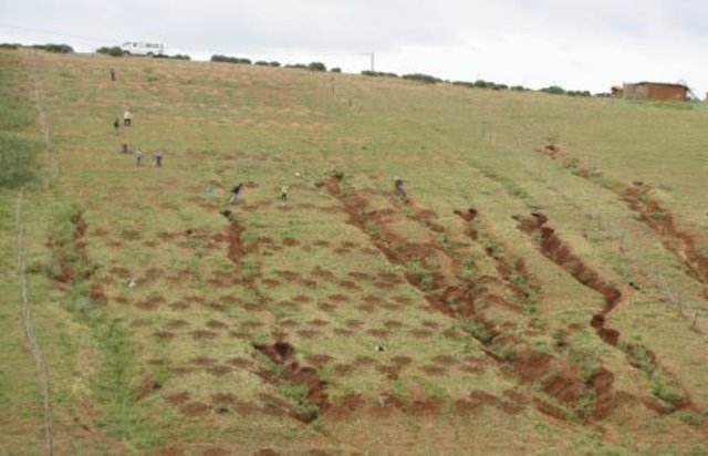 Restauration de versants ravinés par la plantation d'Atriplex