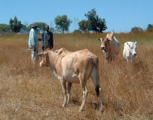Ngitili Dry-Season Fodder Reserves