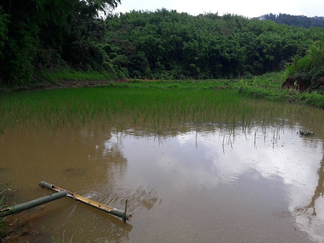 An integrated rice - fish system