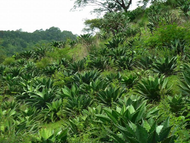 Land reclamation by agave forestry with native species
