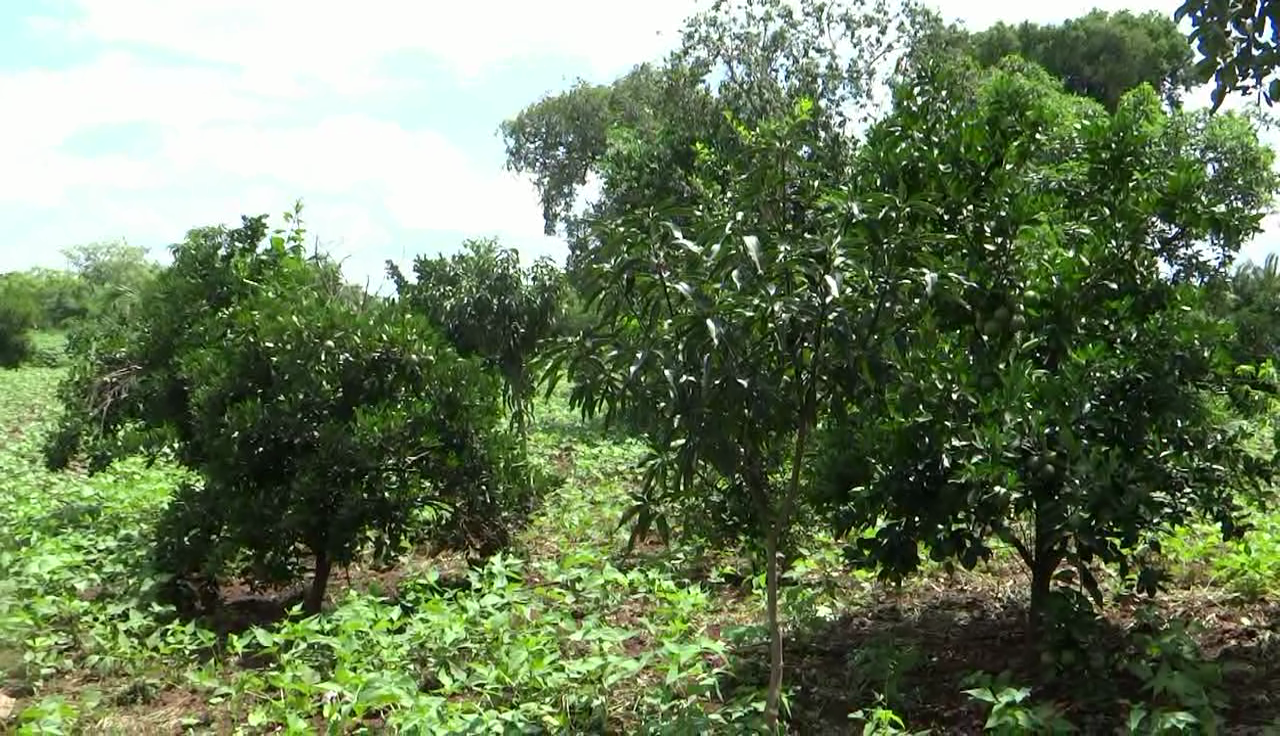 Fruit Tree orchard of mangoes and oranges integrated with beans