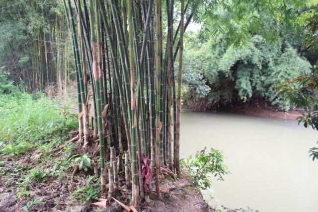 Cultivation of Bamboo to Prevent Soil Erosion