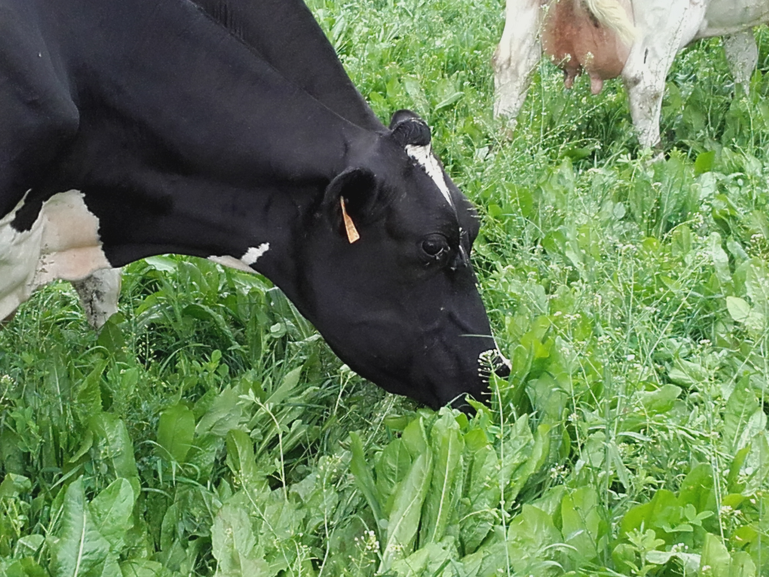 vaches laitières pâturant  des prairies -pharmacies