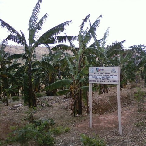Slope cross barier in banana combined with common agronomical measures production