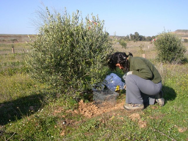 Fitoestabilización de suelos contaminados