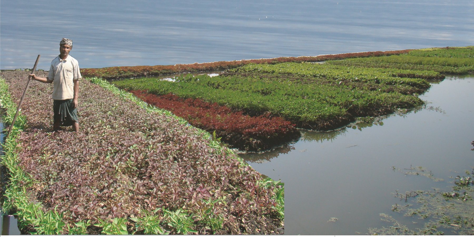 Floating gardens in the wetlands (locally called "Haor" a low lying water body), which serve for vegetable cultivation.