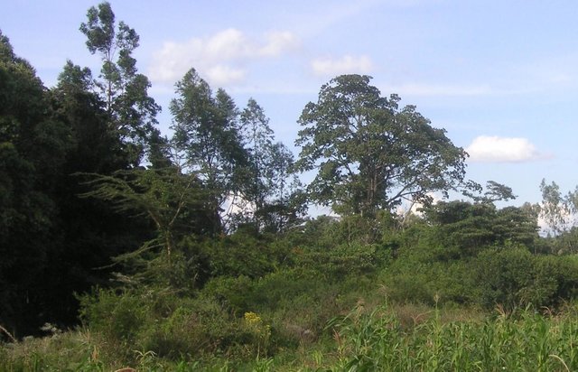 Natural riparian vegetation to sustain a stable riverbank at Naro Moru River