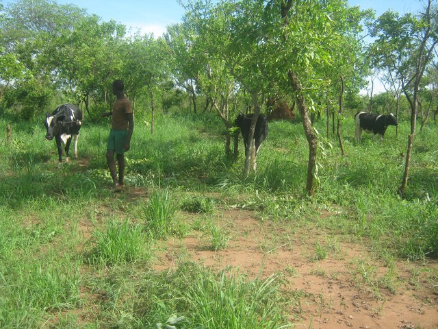 Reclamation of indigenous pastures for dairy farming