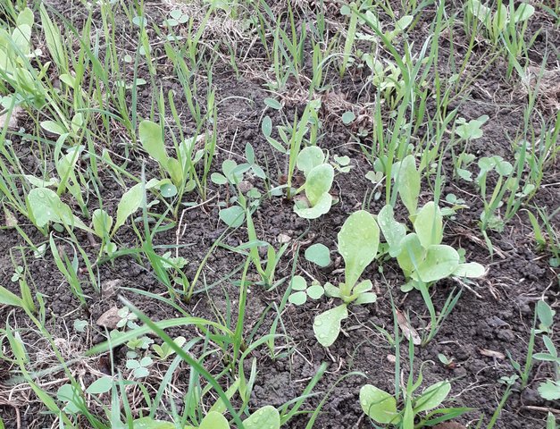 Herbal leys in an organic dairy rotational grazing system
