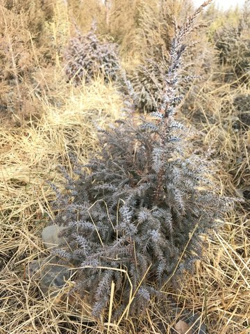 Cultivation of local juniper species for rehabilitation of degrading woodland pastures